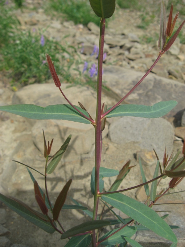 Image of Trachomitum lancifolium specimen.