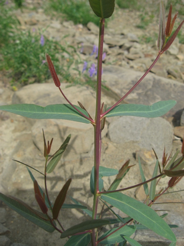 Изображение особи Trachomitum lancifolium.