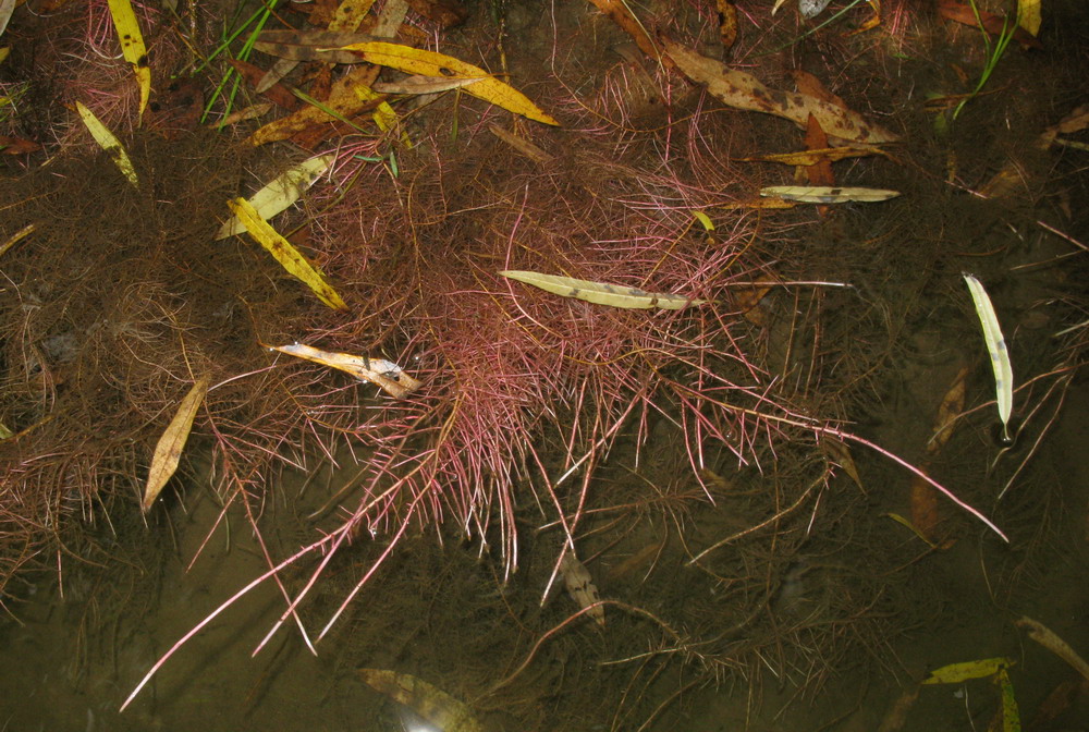 Image of Salix viminalis specimen.