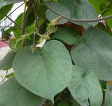 Ipomoea purpurea