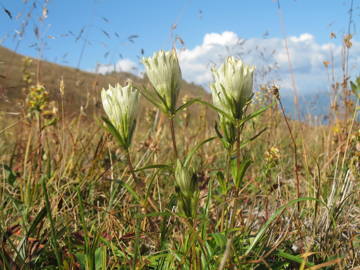 Image of Gentiana algida specimen.