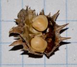 Onobrychis squarrosa