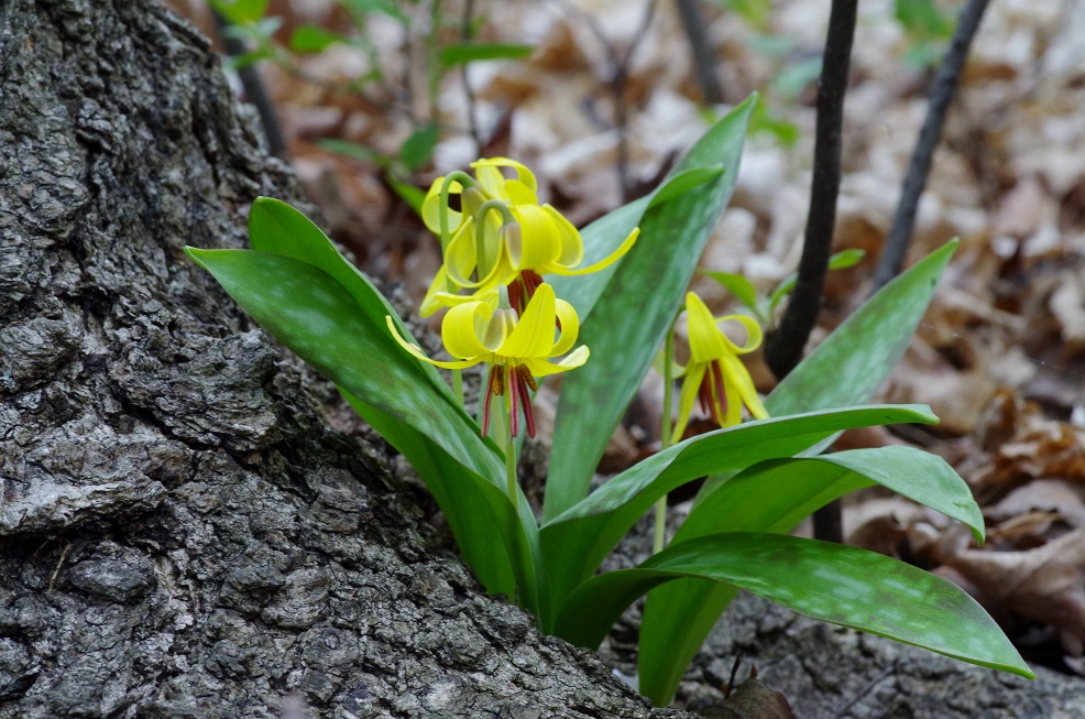 Изображение особи Erythronium americanum.