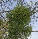 Viscum album. Плодоносящее растение, паразитирующее на ветви рябины (Sorbus aucuparia). Германия, г. Дюссельдорф, Ботанический сад университета. 05.09.2014.