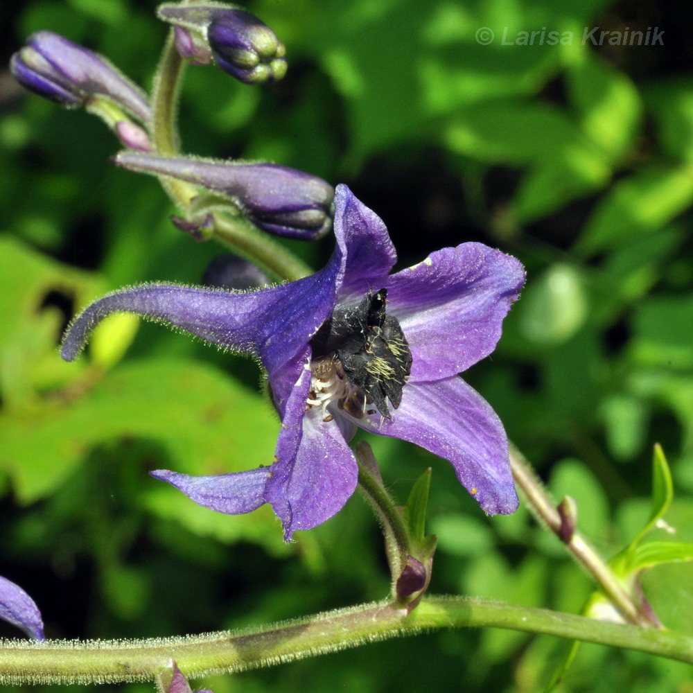 Image of Delphinium maackianum specimen.