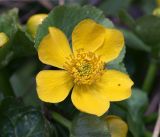 Caltha palustris