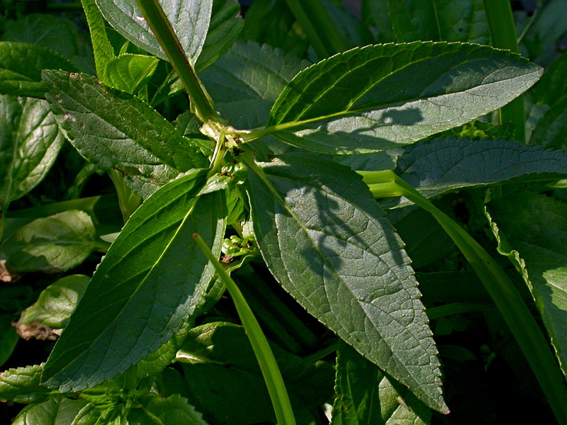 Изображение особи Scrophularia umbrosa.