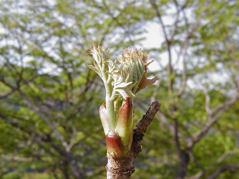 Image of Aralia elata specimen.