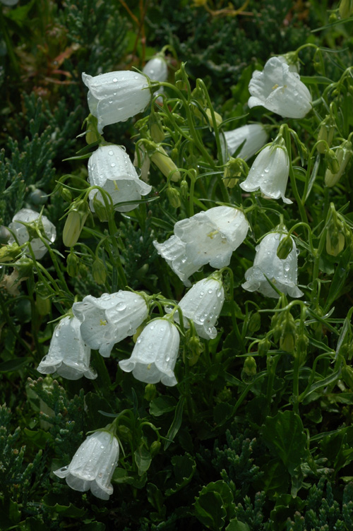 Image of Campanula cochleariifolia specimen.