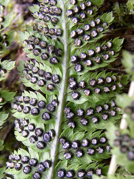 Изображение особи Dryopteris carthusiana.