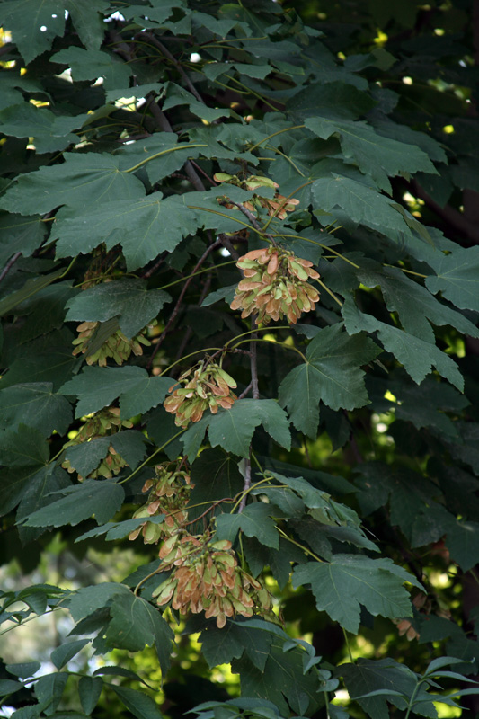 Image of Acer velutinum specimen.