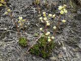 Saxifraga cartilaginea