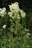 Filipendula ulmaria подвид denudata. Верхушка цветущего растения. Санкт-Петербург, Старый Петергоф, у платформы \"Университет\". 11.07.2009.