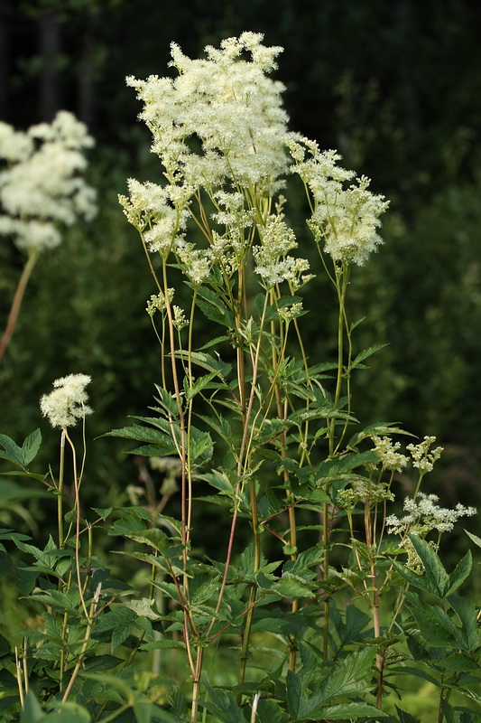 Image of Filipendula ulmaria ssp. denudata specimen.