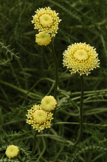 Image of Santolina pinnata ssp. neapolitana specimen.