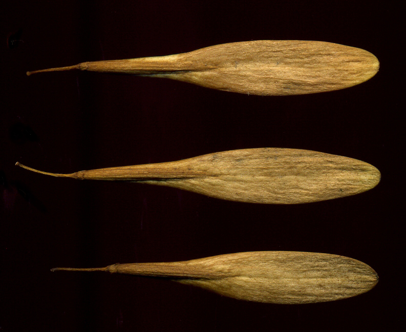 Image of Fraxinus pennsylvanica specimen.
