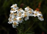 Achillea ledebourii. Верхушка растения с соцветиями. Алтайский край, Змеиногорский р-н, пос. Андреевский. 16 августа 2008 г.
