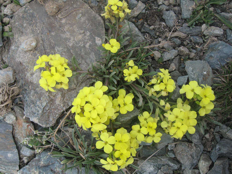 Image of Erysimum humillimum specimen.