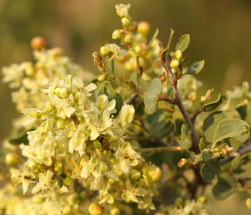 Изображение особи Atraphaxis pyrifolia.