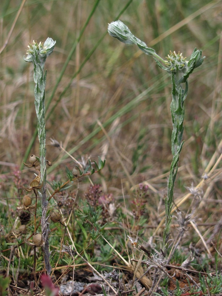 Image of Filago germanica specimen.