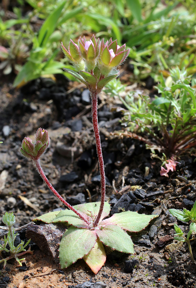 Image of Androsace maxima specimen.