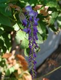 Wisteria sinensis