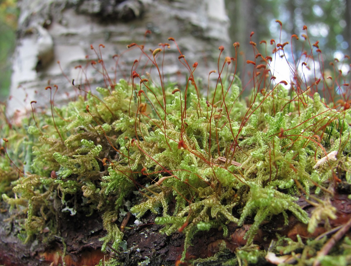 Image of Sanionia uncinata specimen.