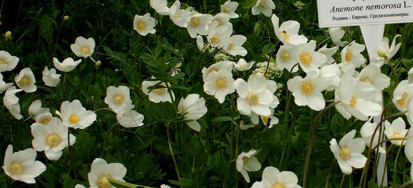 Изображение особи Anemone sylvestris.