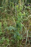 Selinum carvifolia