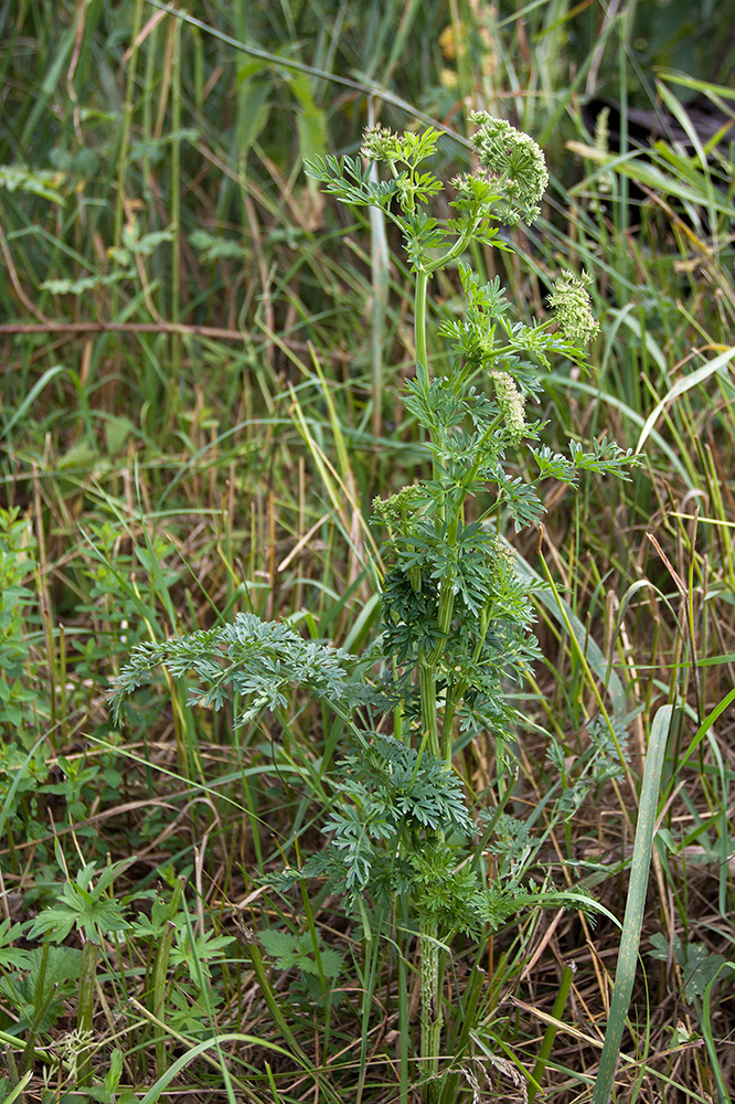 Image of Selinum carvifolia specimen.