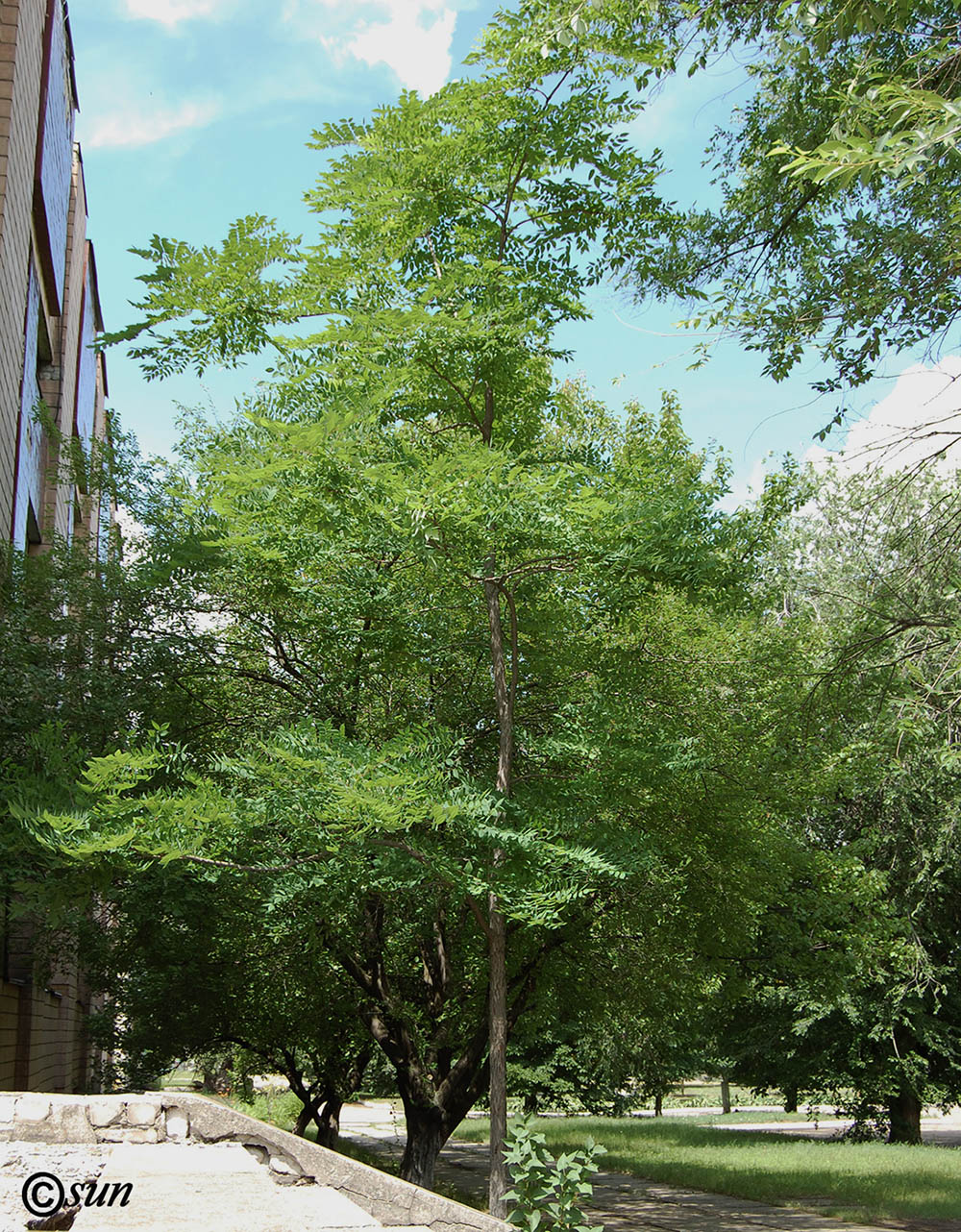Изображение особи Ailanthus altissima.