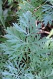Artemisia absinthium. Лист. Южный Казахстан, горы Алатау (Даубаба), Западное ущелье. 23.06.2014.
