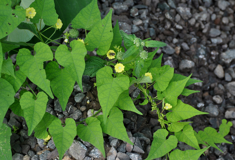 Image of Merremia hederacea specimen.