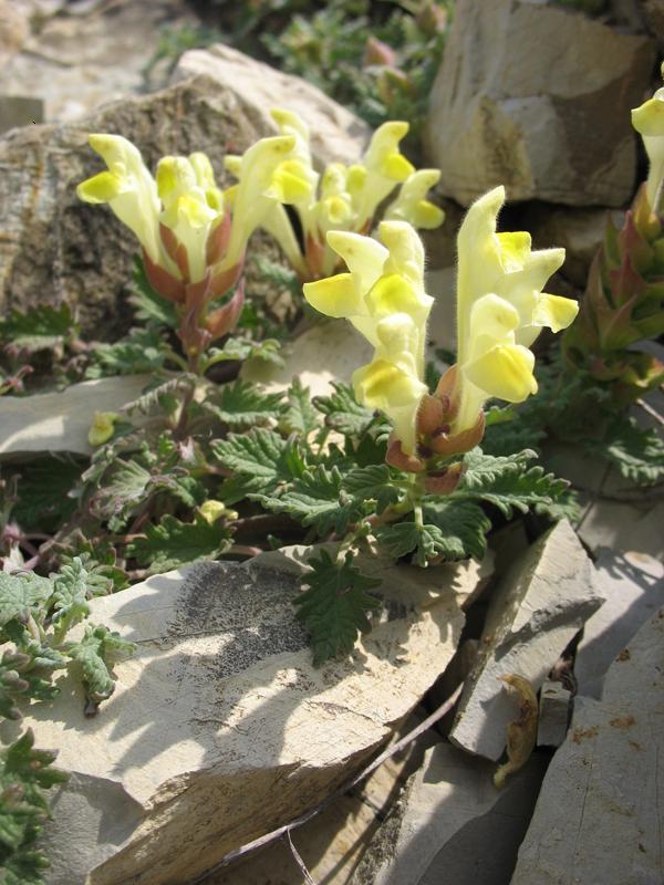 Image of Scutellaria tatianae specimen.