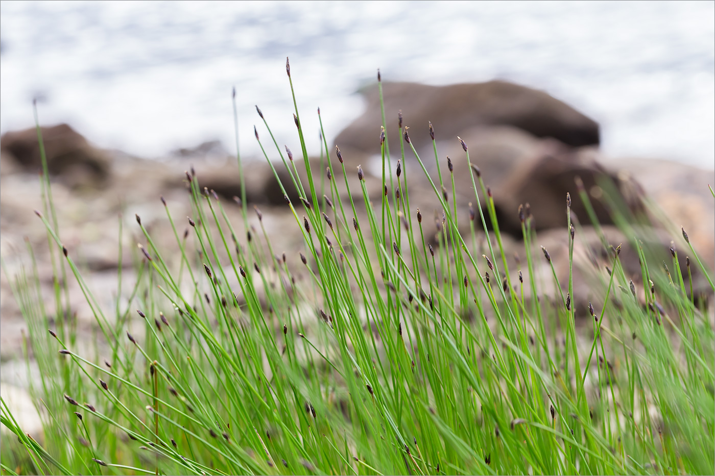 Изображение особи Eleocharis quinqueflora.