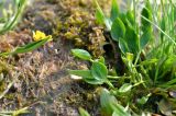 Ranunculus longicaulis var. pulchellus