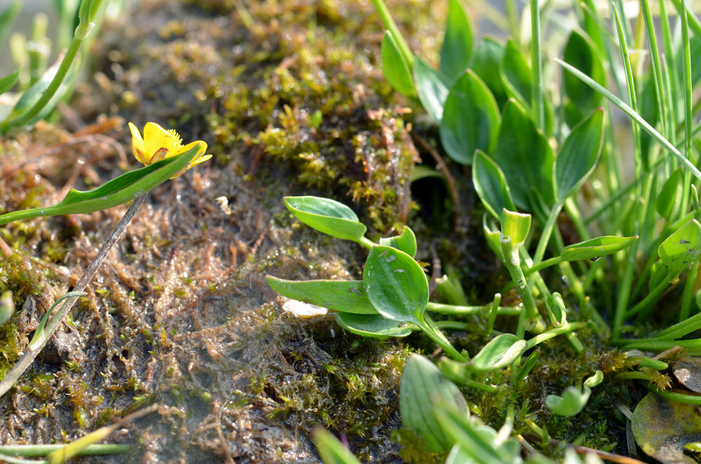 Изображение особи Ranunculus longicaulis var. pulchellus.