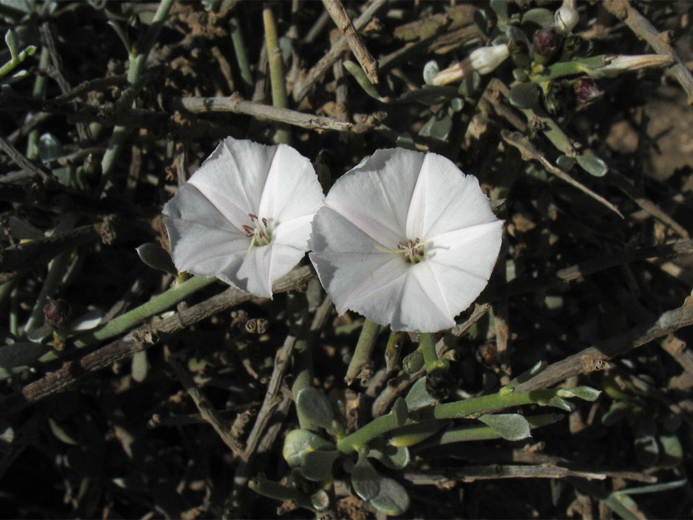 Image of Convolvulus caput-medusae specimen.