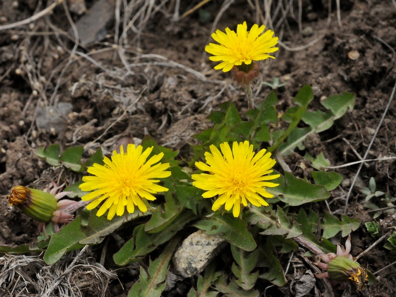 Image of Taraxacum tianschanicum specimen.