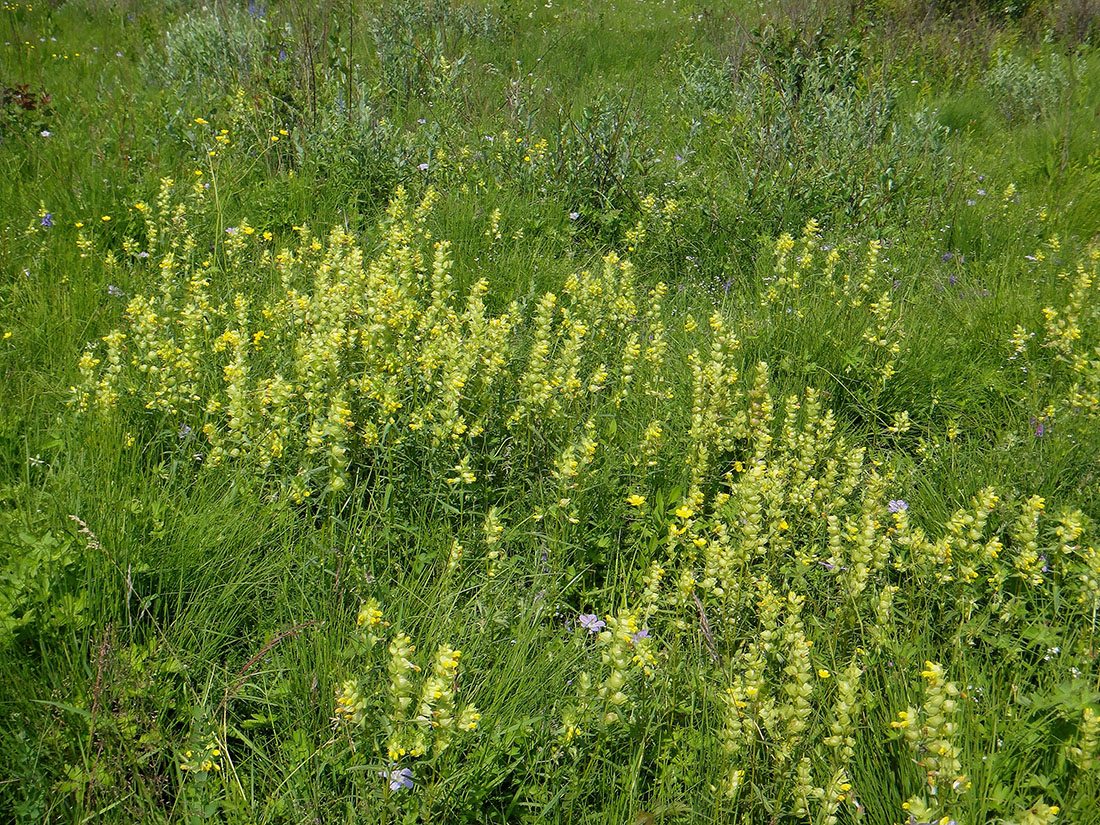 Изображение особи Rhinanthus serotinus.