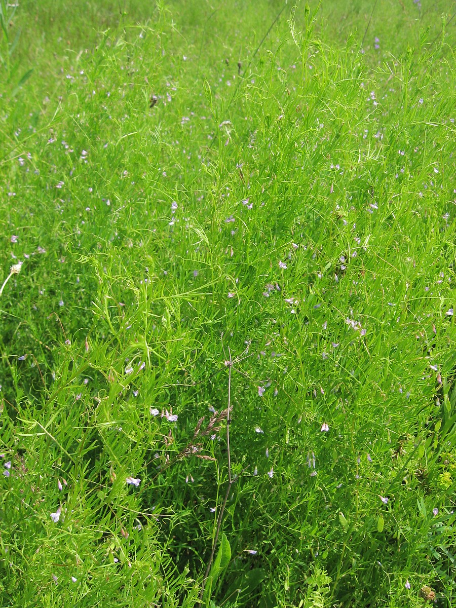 Image of Vicia tetrasperma specimen.