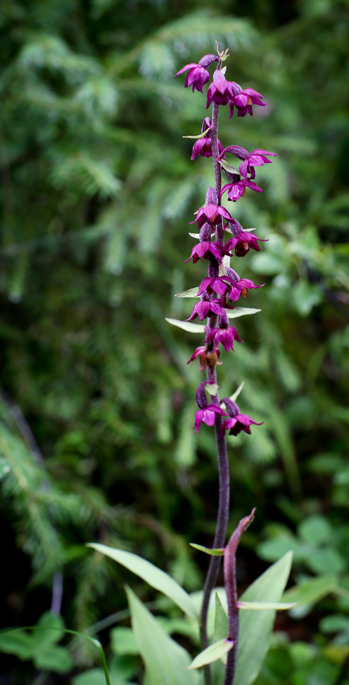 Image of Epipactis atrorubens specimen.