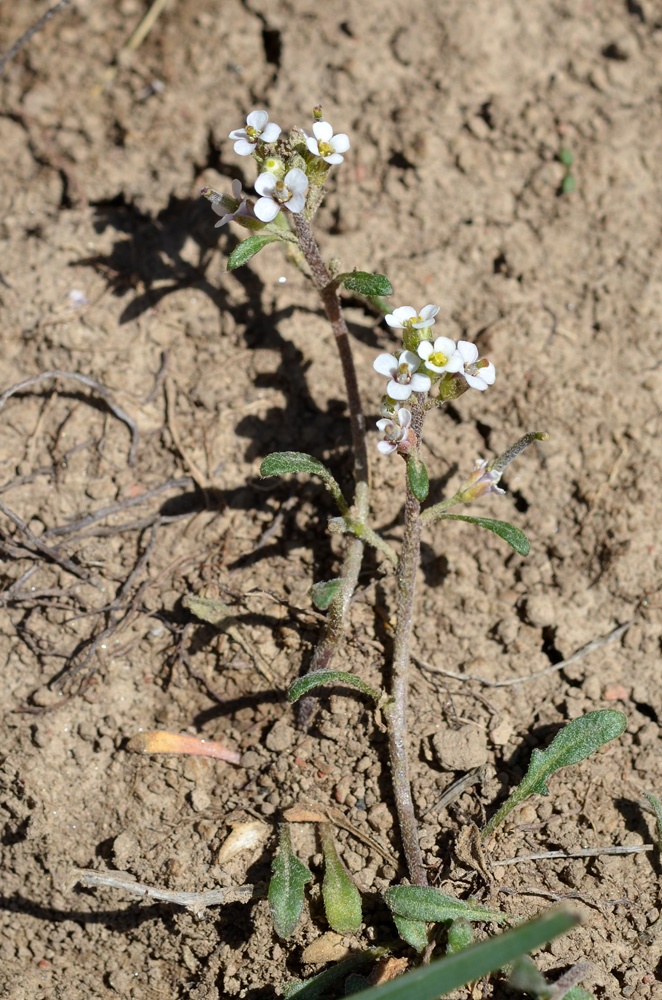 Image of Braya humilis specimen.