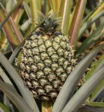 Ananas comosus