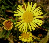 Inula caspica