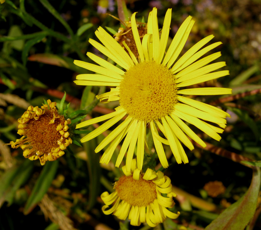 Изображение особи Inula caspica.