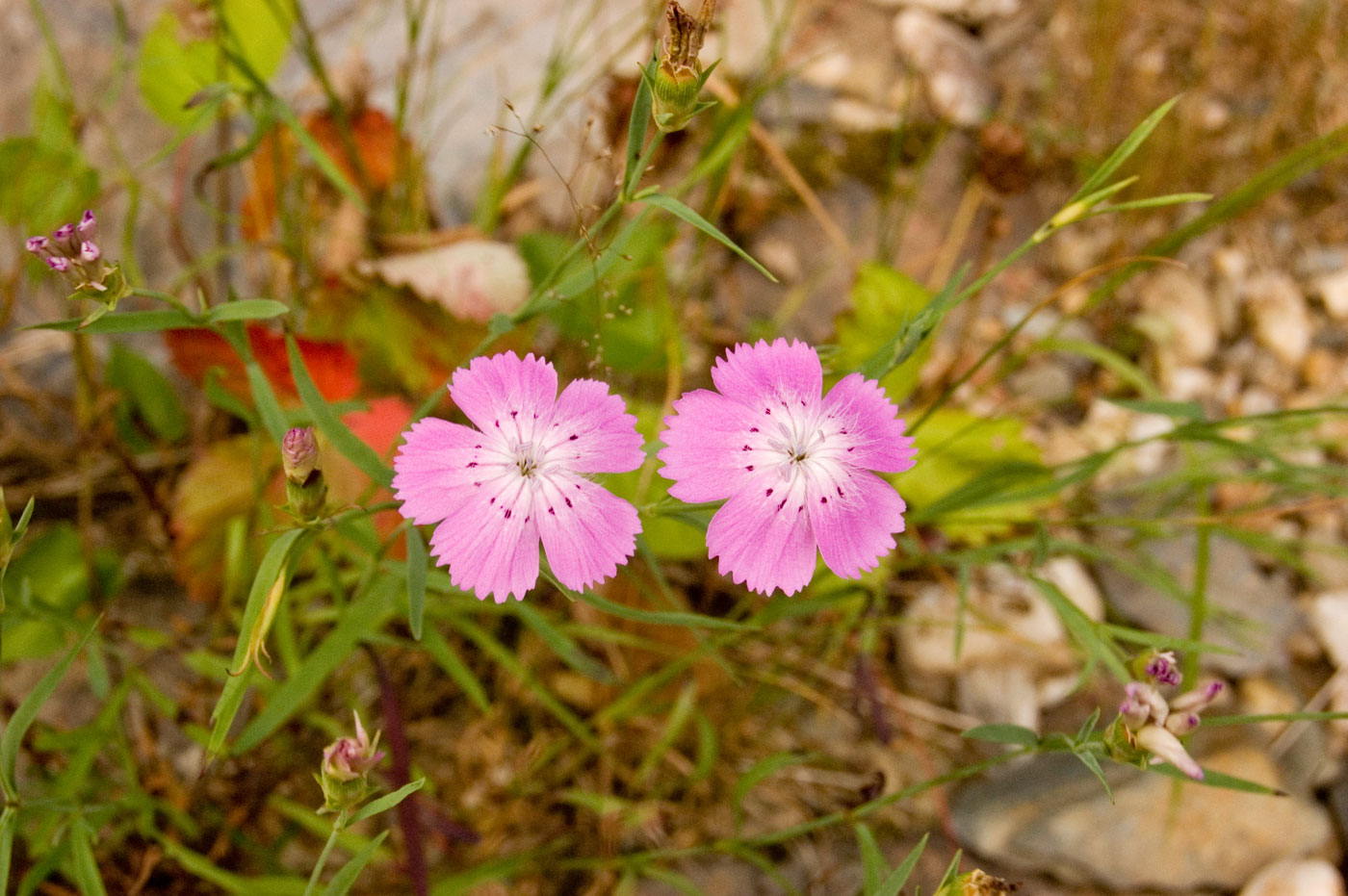 Изображение особи Dianthus versicolor.