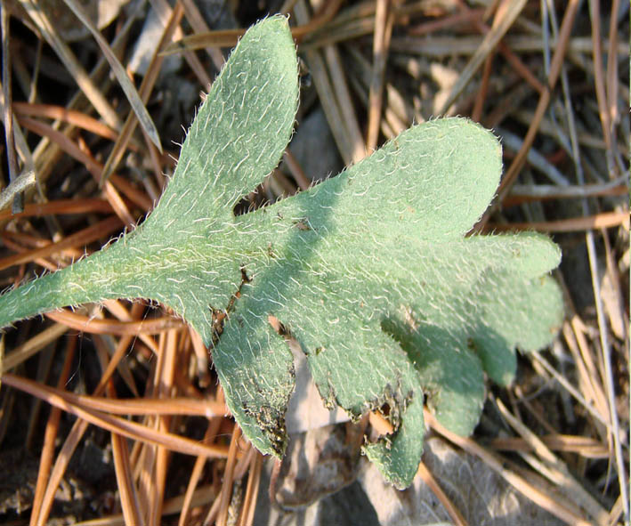 Image of Papaver setosum specimen.