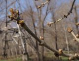 Fraxinus pennsylvanica