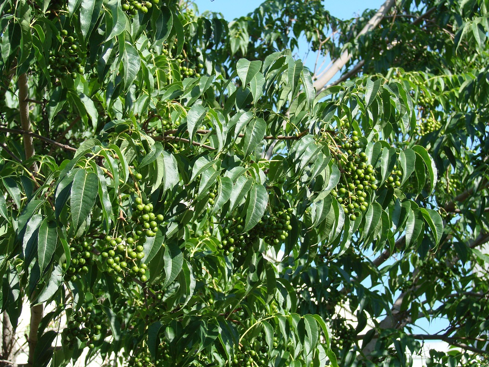 Изображение особи Phellodendron amurense.